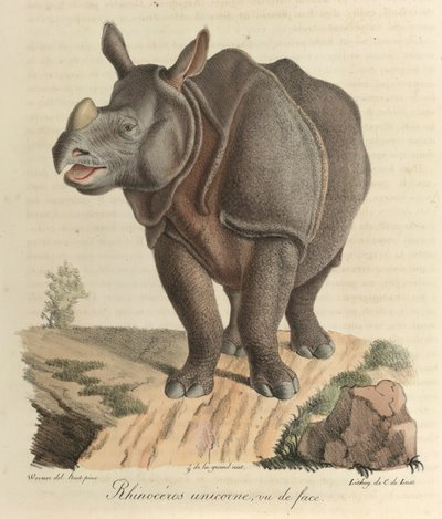 Eenhoorn neushoorn, uit 