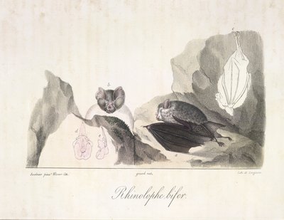 Rhinolophe bifer. Vampiervleermuizen, uit Histoire Naturelle des Mammifères door French School