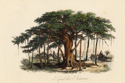 Heilige vijgenboom, Ficus religiosa, ook bekend als de bodhiboom, banianboom, banyanboom, pippalaboom, peepulboom, peepalboom of ashwatthaboom door French School