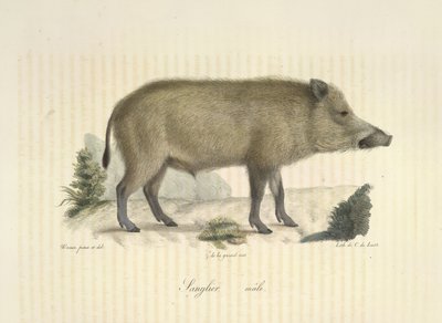 Sanglier, mannetje, uit Histoire Naturelle des Mammifères door French School