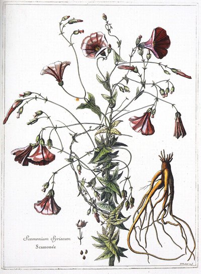 Scamoneum (Scamonium Syriacum) - uit 