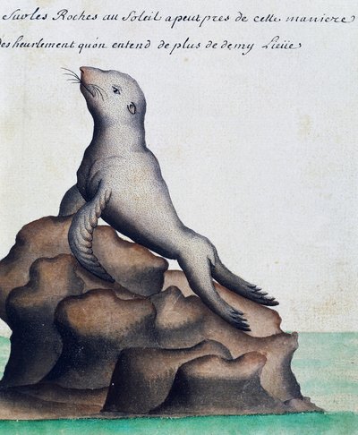 Zeehond, Galapagos Eilanden, aquarel uit logboek door Jacques Gouin de Beauchesne (1652-1730), kapitein van Compagnie royale de la Mer du Sud, van 1698 tot 1701, Frankrijk door French School