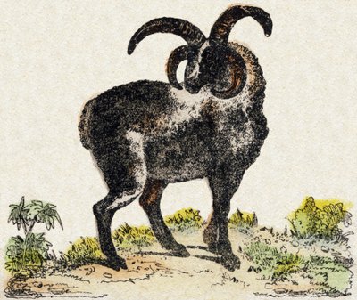 Schaap. Gravure in "Alphabet des animaux sauvages". 9e Serie. Beeld van Epinal, Pellerin, drukker-uitgever, circa 1870. Gravures op hout, gestencild. 16 pagina