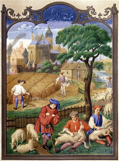 Schapen scheren en oogsten - miniatuur, Middeleeuwen door French School