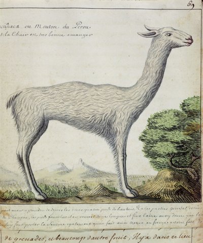 Schapen van Peru (Lama of Alpaca) door French School