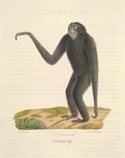 Siamang, uit Histoire Naturelle des Mammifères (kleur litho) door French School