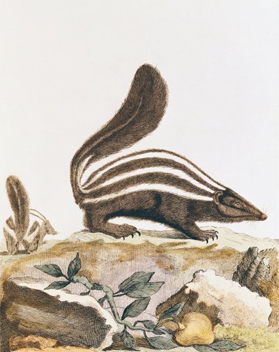 Stinkdier, uit 