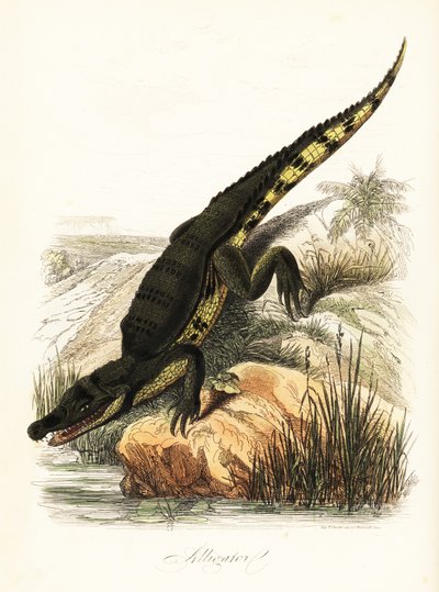 Brilkaaiman, Caiman crocodilus door French School