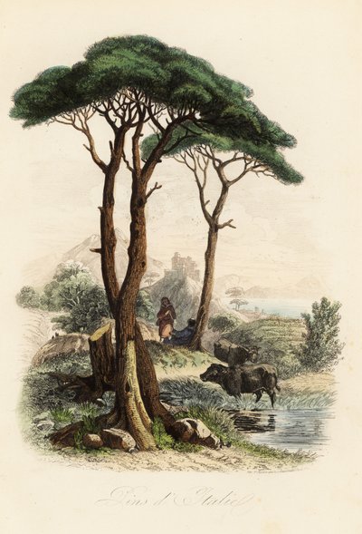 Steenpijnboom, Pinus pinea, ook bekend als de Italiaanse steenpijnboom, paraplupijnboom en parasolpijnboom door French School
