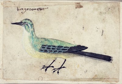 Studie van een Vogel, ca. 1620 door French School