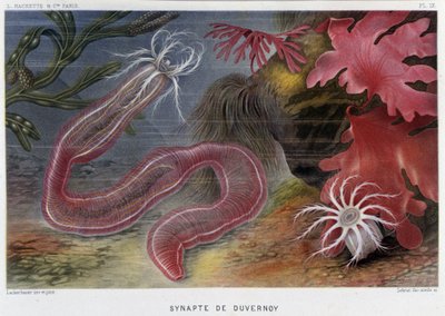 Sunapte de Duvernoy - in "Le Monde de la Mer" door Alfred Fredol. ed. Parijs, Hachette. door French School