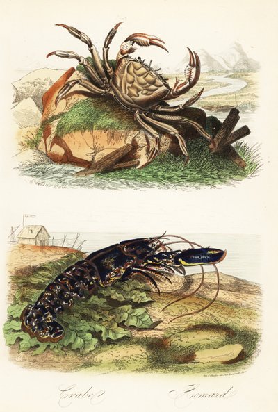 Tasmaanse reuzenkrab, Pseudocarcinus gigas, en Europese kreeft, Homarus gammarus door French School