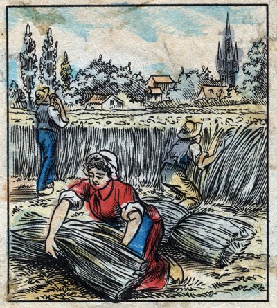 Textiel, vlas: landbouw. Verzamelt linnen dat in een bundel wordt samengevoegd om te drogen. Gravure. Epinal afbeelding eind 19e eeuw. door French School