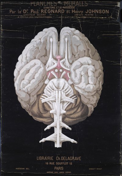 De hersenen, uit Planches Murales d