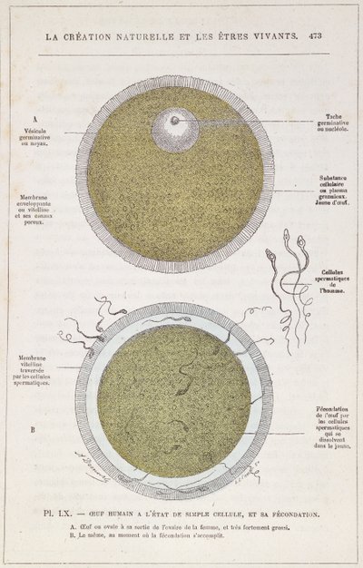 De bevruchting van een menselijk ei, uit La Creation Naturelle et les Etres Vivants door Dr. J. Rengade, c.1880 door French School