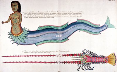De Zeemeermin van Amboine, uit 