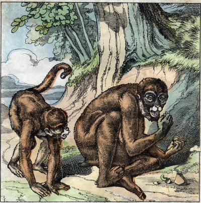 De aap en de noot. Fabel van Jean-Pierre-Claris de Florian (1755-1794) romanschrijver, dichter en fabelschrijver Frans. Illustratie eind 19e eeuw. door French School