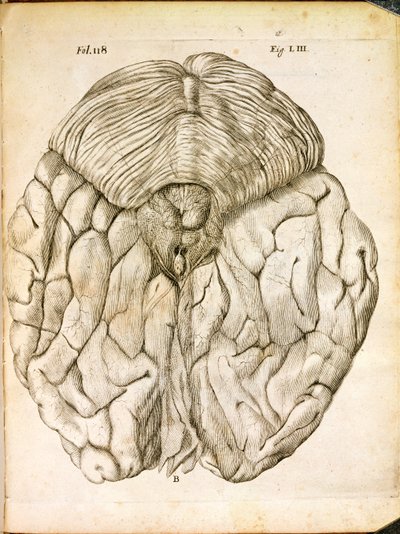 De structuur van de hersenen, uit De Homine Figuris door Rene Descartes (1596-1650) gepubliceerd in Den Haag, 1662 door French School