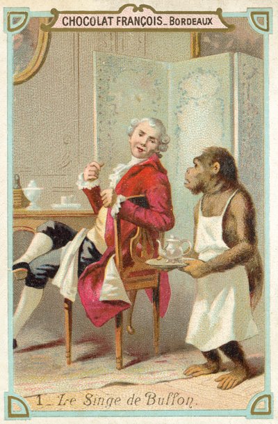 De aap van de Comte de Buffon, Franse natuuronderzoeker door French School