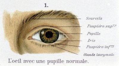 Het oog met een normale pupil (detail) door French School