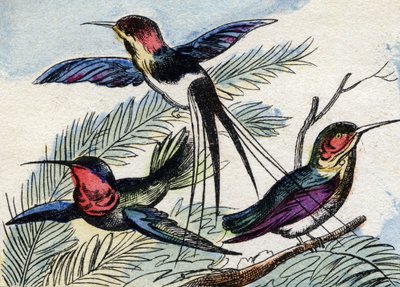 De kolibrie. Gravure in "Buffon Alphabet des Oiseaux n 2". 3e Serie N 2. Imaging of Epinal, Epinal, eind 19e eeuw. 16 pagina