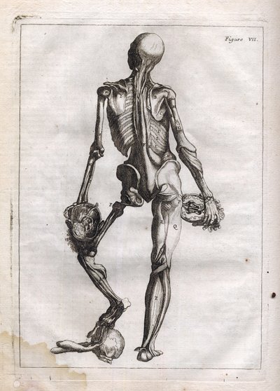 Deze figuur kan de nieuwsgierigheid bevredigen van degenen die het ontklede lichaam tot op de botten willen zien - gravure in “Abstracte Anatomie, aangepast aan de kunsten van schilderen en beeldhouwen” door French School