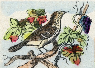 Lijster. Gravure in "Buffon Alphabet des Oiseaux n 1". 3e Serie N 1. Imaging of Epinal, Epinal, eind 19e eeuw. 16 pagina
