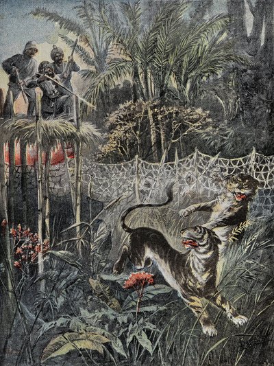 Tijgerjacht in de jungles van India: de verdedigers zijn achter het net en de jagers zijn veilig op de belvedère. Gravure in 