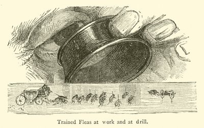 Getrainde vlooien aan het werk en in de drill door French School