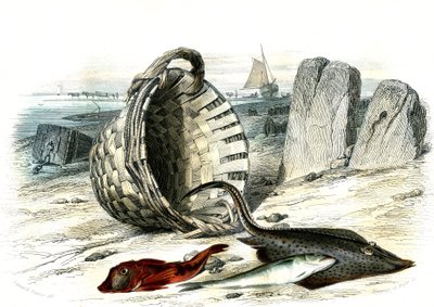 Trigle grondin (Trigle cuculus), wijting (merlangius merlangus), rog grondin (dipturus batis) - Plaat uit Histoire Naturelle door Bernard Germain de Lacepede (1856-1925), editie P.Furme, Parijs door French School