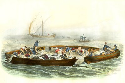 Tonijnvisserij of magrague - Plaat uit Histoire Naturelle door Bernard Germain de Lacepede (1856-1925), editie P.Furme, Parijs door French School