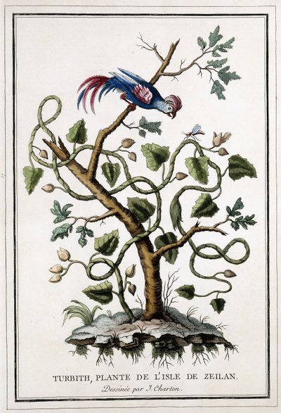 Turbith, plant van het eiland Zeilan, 1784 door French School