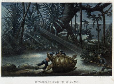 Schildpad van een zeeschildpad - in 