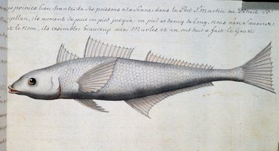 Onbekende vis, Straat van Magellan, aquarel uit logboek door Jacques Gouin de Beauchesne (1652-1730), kapitein van Compagnie royale de la Mer du Sud, van 1698 tot 1701, Frankrijk door French School