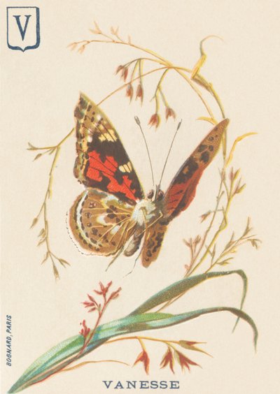 Vanesse (Vanessa cardui of Distelvlinder) door French School
