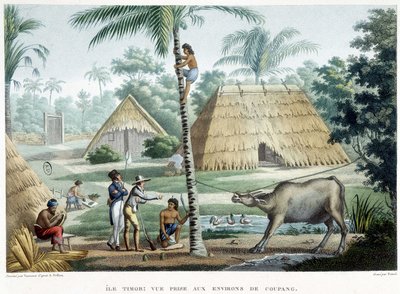Gezicht genomen in de buurt van Coupang, eiland Timor door French School
