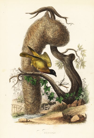 Dorpwever, Ploceus cucullatus, met nest van geweven gras door French School