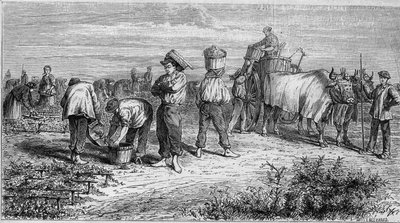 Wijnbouw in Medoc: druiven plukken tijdens de oogst. Gravure in 
