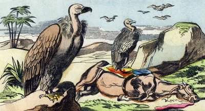 Gieren. Gravure in "Buffon Alphabet des Oiseaux n 1". 3e Serie N 1. Imaging of Epinal, Epinal, eind 19e eeuw. 16 pagina