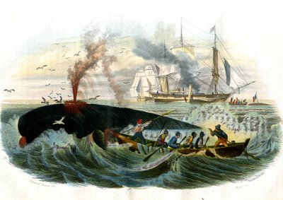 Walvisvangst - Plaat uit Natuurlijke Historie door Bernard Germain de Lacépède (1856-1925), editie P. Furme, Parijs door French School