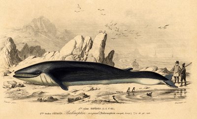 Walvis of baleinoptere (Balaenoptera rorqual) door French School