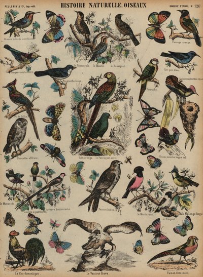 Wilde vogels door French School