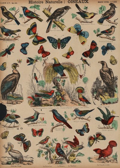 Wilde vogels door French School