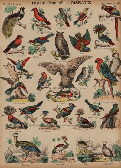 Wilde vogels door French School