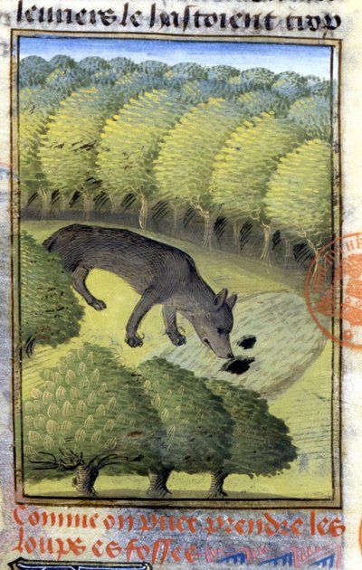 Wolf - in 