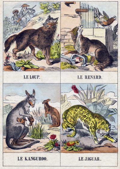 Wolf; Vos; Kangoeroe; Jaguar. Gravure in "Buffon Alphabet des Animaux". 3e Serie N 1. Imaging of Epinal, Epinal, eind 19e eeuw. 16 pagina