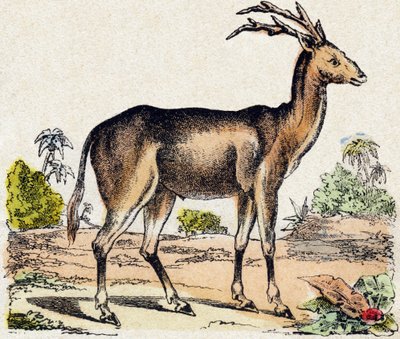 Xantarus. Gravure in "Alphabet des animaux sauvages". 9e Serie. Beeldmateriaal van Epinal, Pellerin, drukker-uitgever, circa 1870. Houtsneden, gestencild. 16 pagina