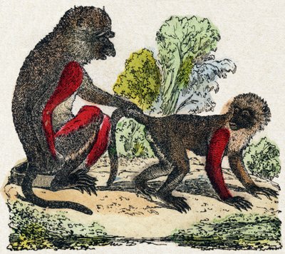 Yarques. Gravure in "Alphabet des animaux sauvages". 9e Serie. Beeldvorming van Epinal, Pellerin, drukker-uitgever, circa 1870. Houtsneden, gestencild. 16 pagina