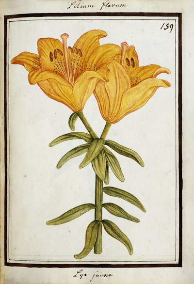 Gele lelie, ca. 1700 door French School