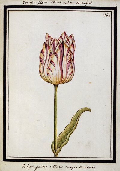 Gele tulp met rode en zwarte strepen, c.1700 door French School